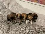 3 prachtige langharige chihuahua-puppy's te koop